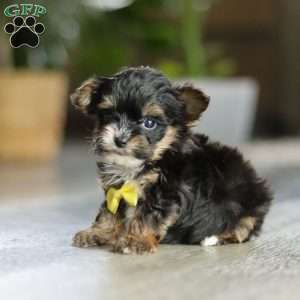 Drakkar, Yorkie Poo Puppy